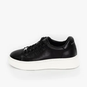 Betel Black